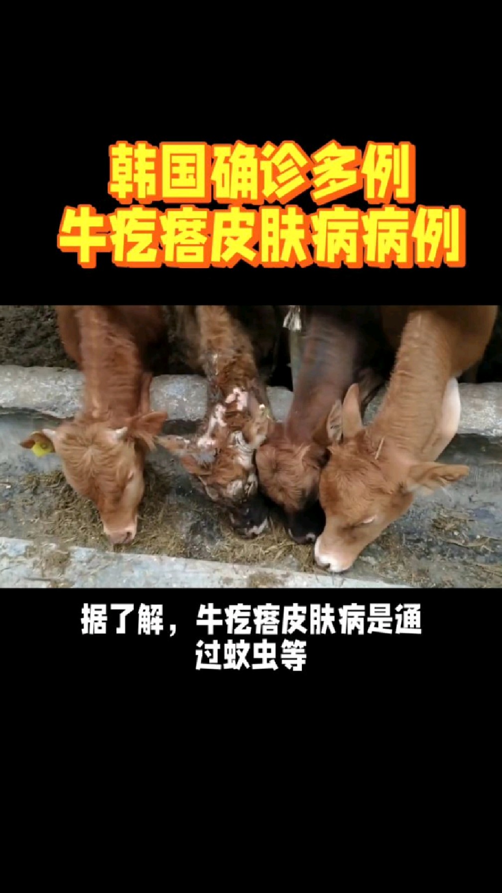 韩国确诊多例牛疙瘩皮肤病病例-度小视
