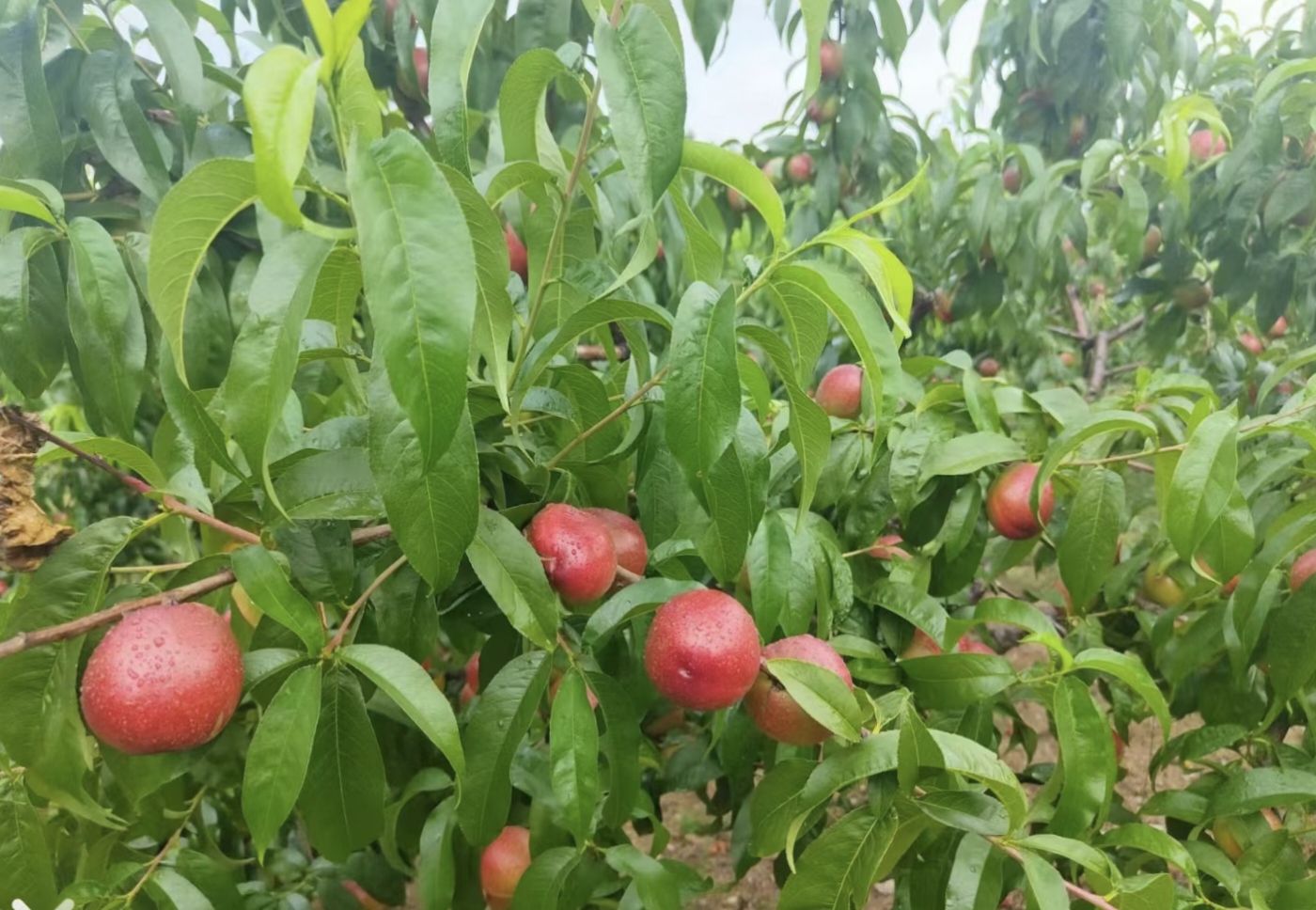 曙光油桃新鲜上市啦