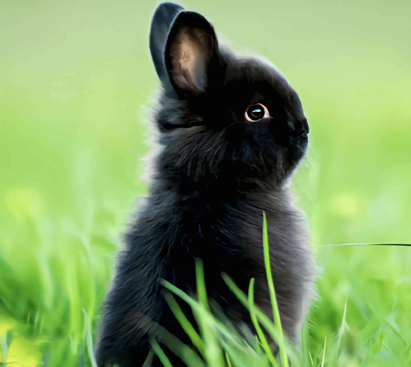 每天认识一种动物——荷兰侏儒兔 荷兰侏儒兔是非常受欢迎的宠物兔