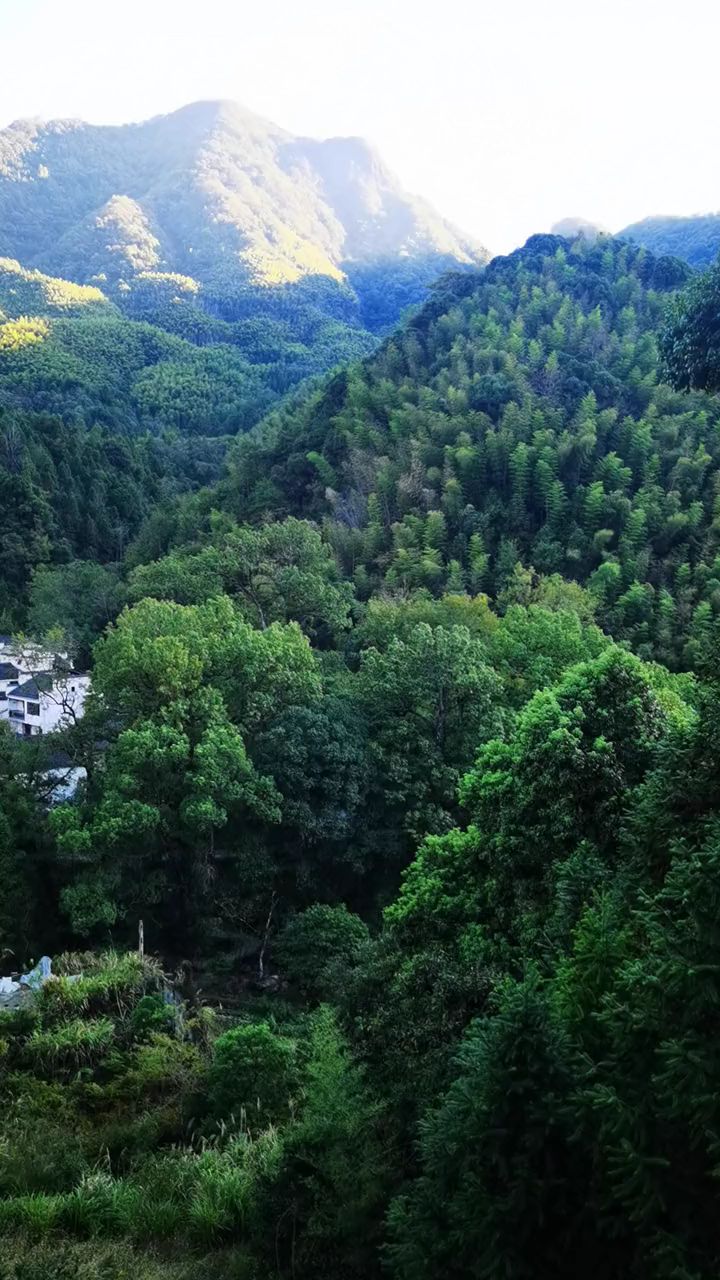 黄山牯牛降自然保护区