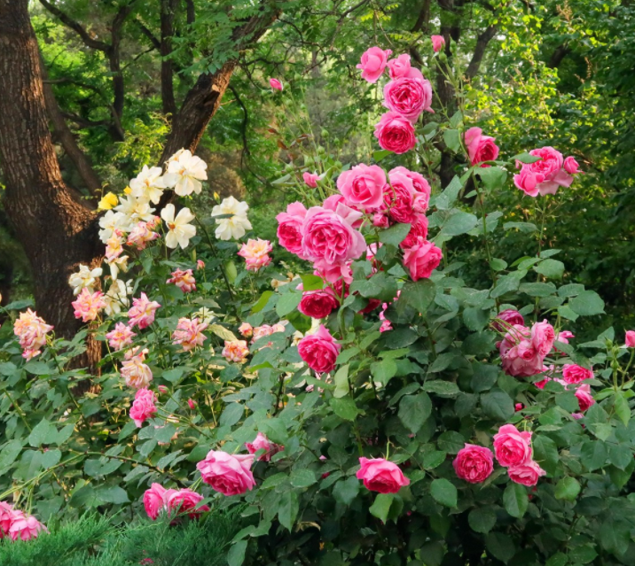 青岛市花是什么?
