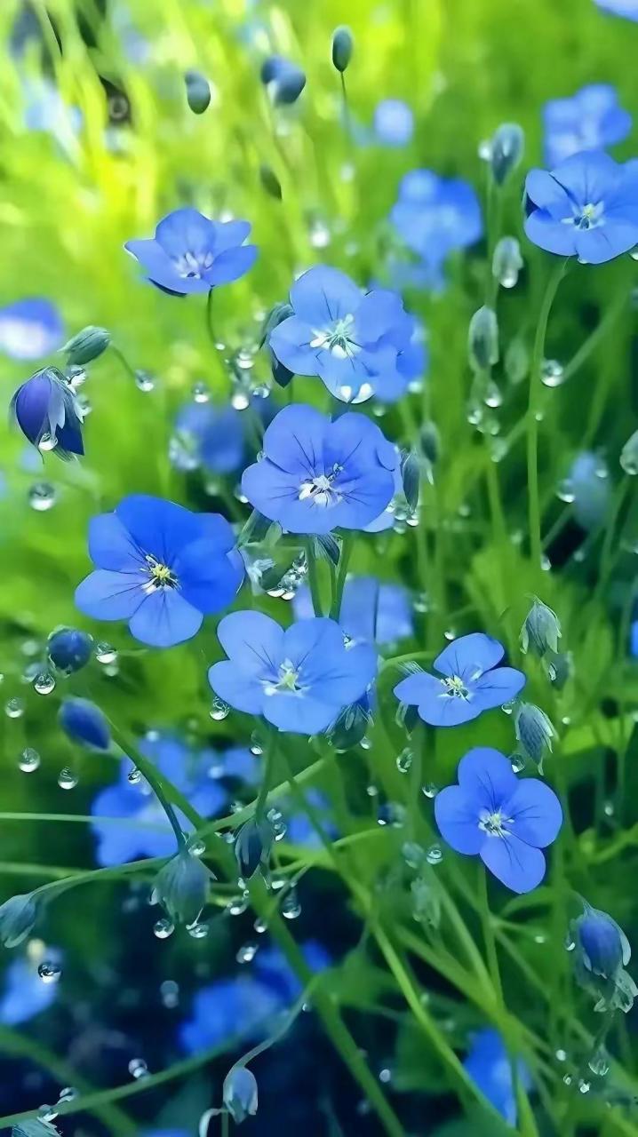 勿忘草的花语为永恒的爱,永远的回忆.