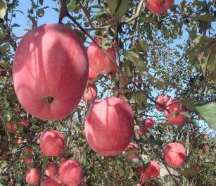 西伯利亚果农"抗冻苹果":适应