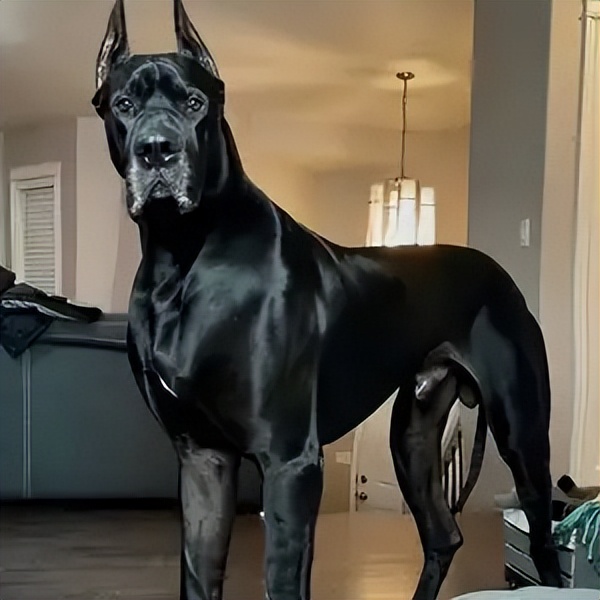 5大"狗中之最",你知道都是谁吗?