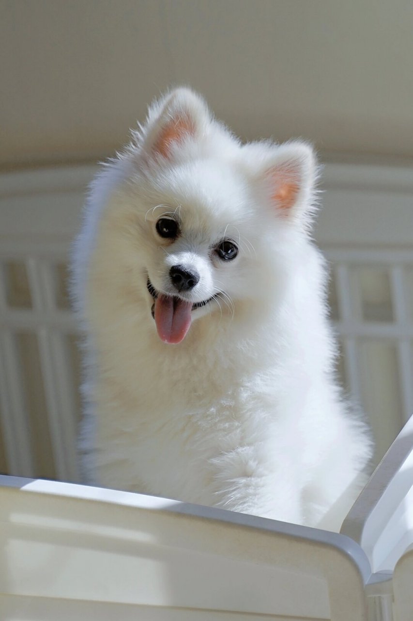 13种常见狗狗喂养难度大排名,你家狗狗上榜了吗?