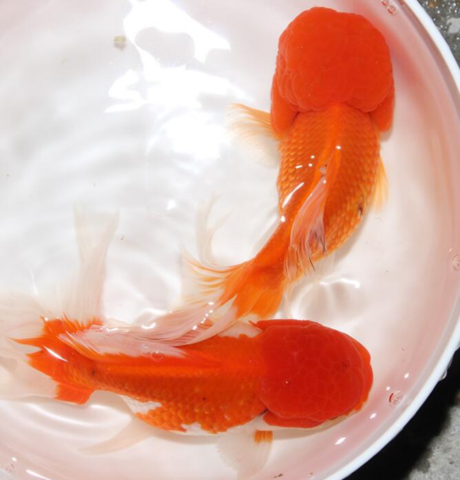 红鲤鱼:水中游动的吉祥符号