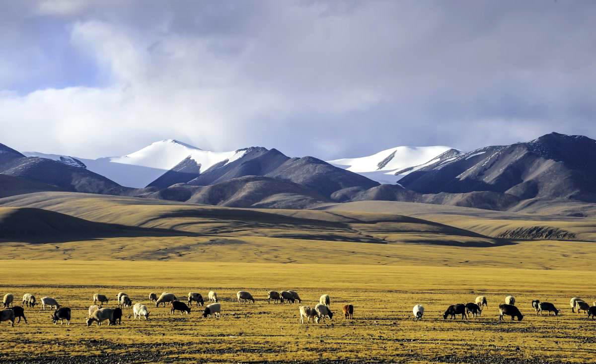 回顾:可可西里为何不允许随意进入?带你深度了解这一"人类禁区"