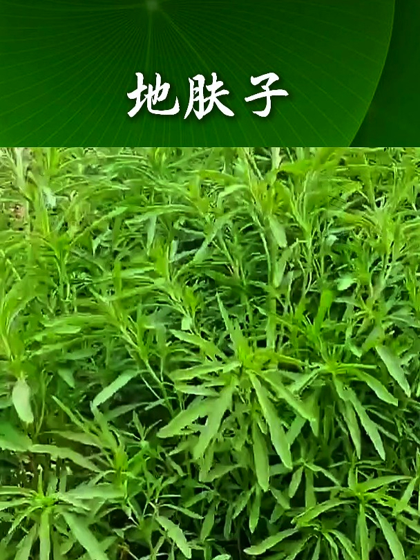 地肤草种子种植方法图片