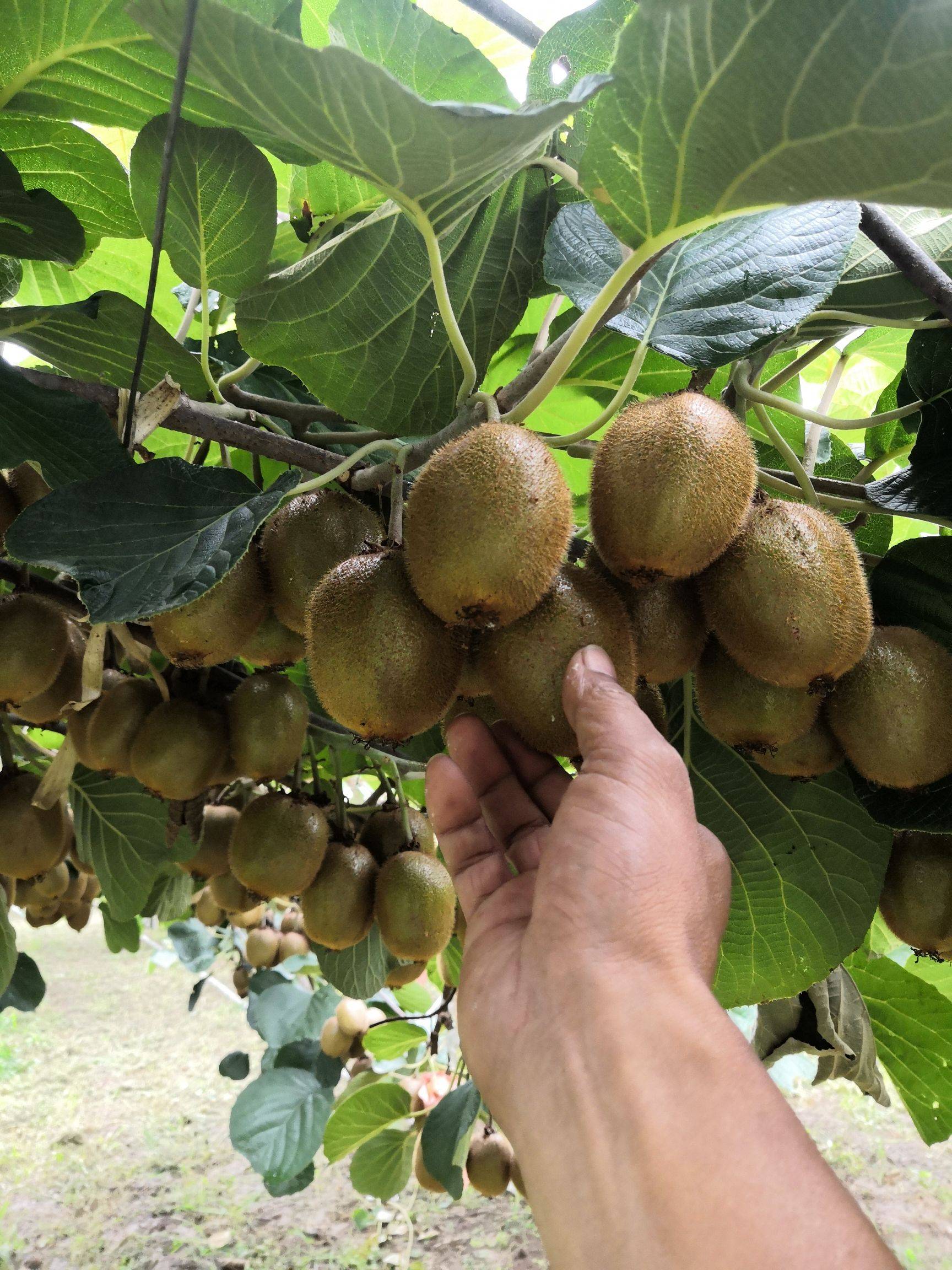 猕猴桃为什么叫猕猴桃 猕猴桃为什么叫猕猴桃