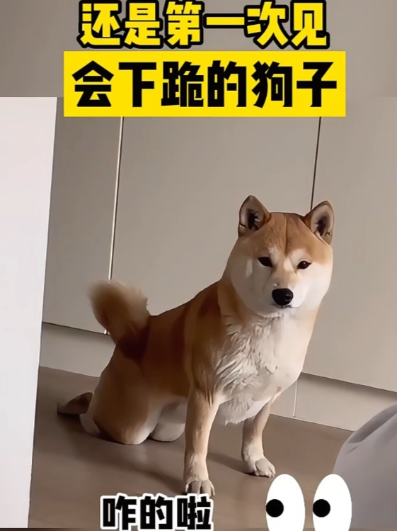 狗狗跪在地上给主人磕头