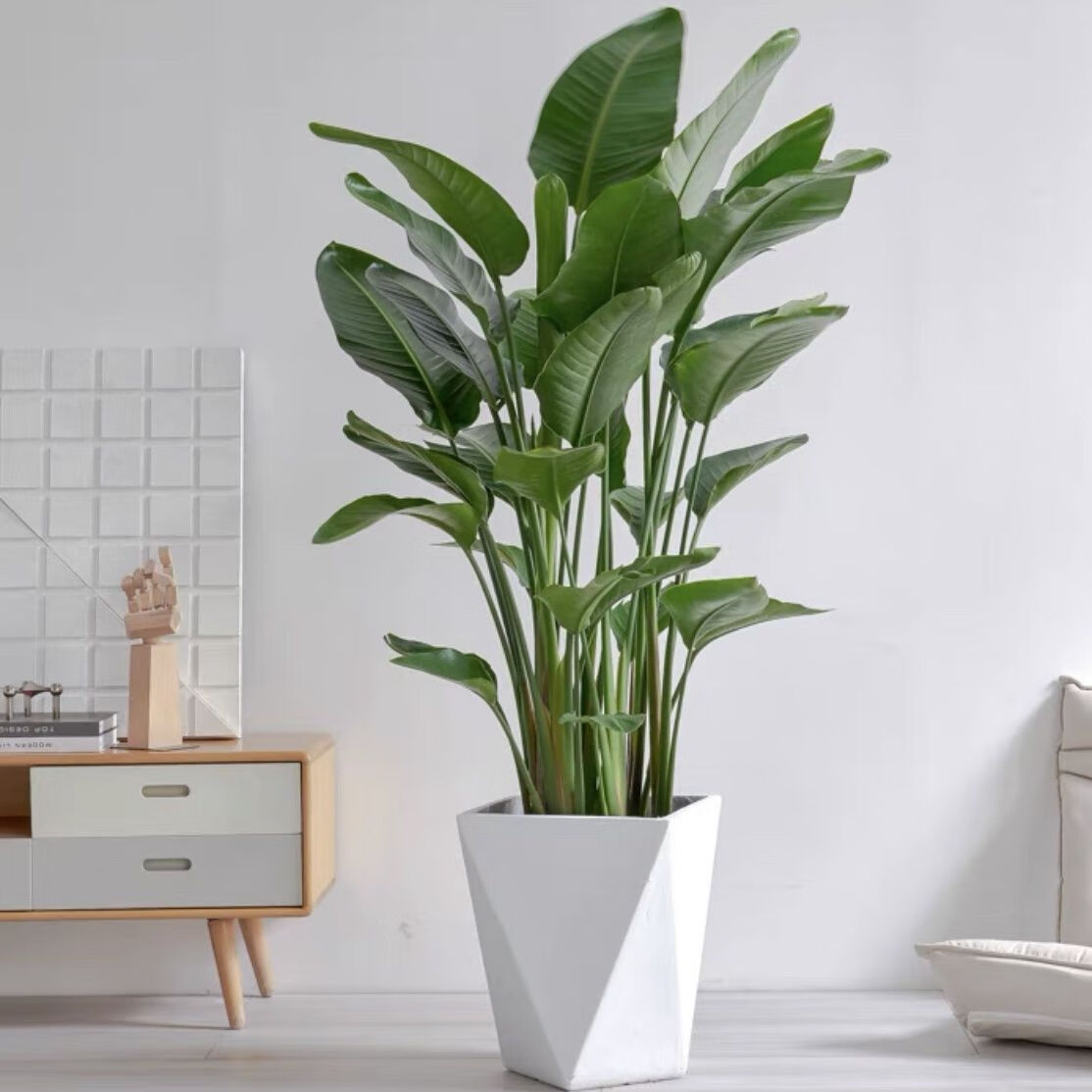 你家里有吗?吉祥花卉,点亮家居温馨