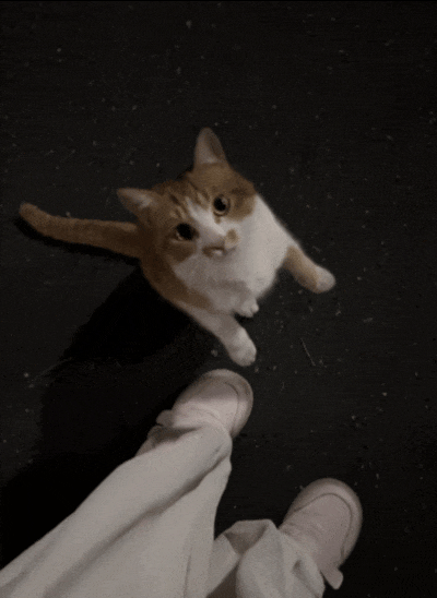 小猫在又冰又冷的大马路上一直踩奶的,只因遇到了超级喜欢的人类