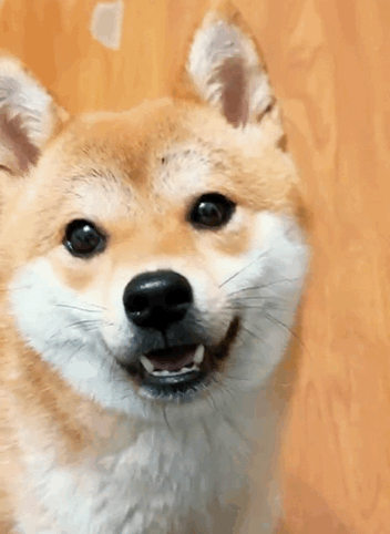 柴犬的狗粮怎么选?看完这篇就懂了!