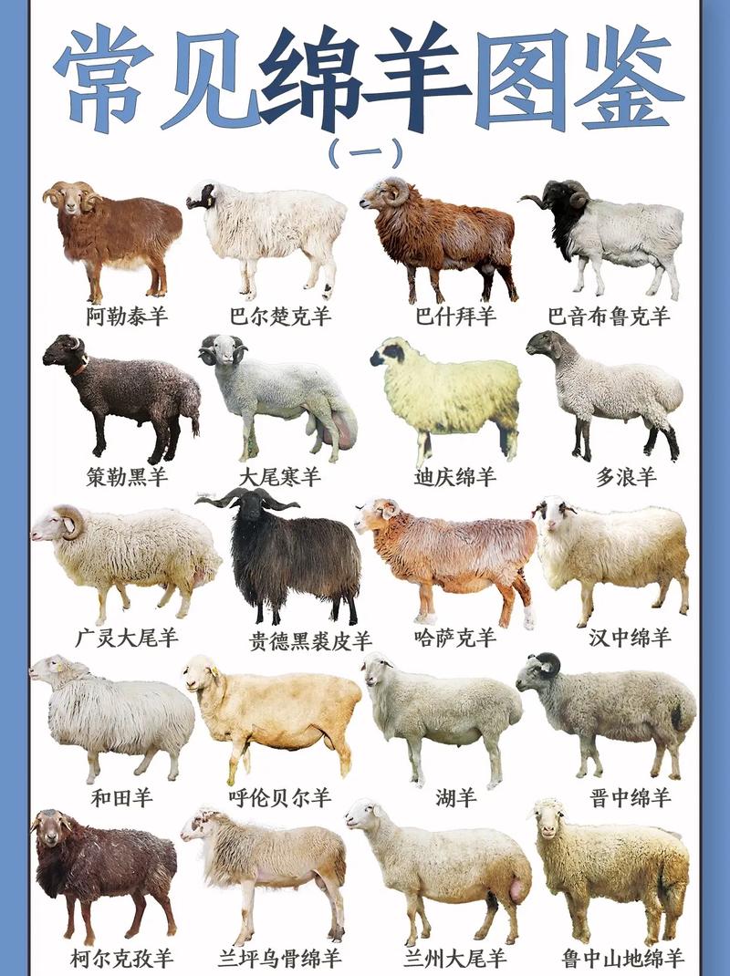 农历十一月生肖羊运势如何(农历十一月属羊)