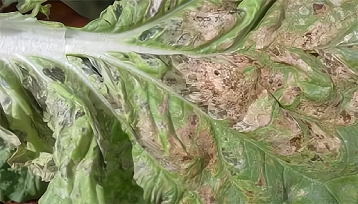 吃大白菜要留意,若有叶子发黑发霉等情况快去扔了,别心疼