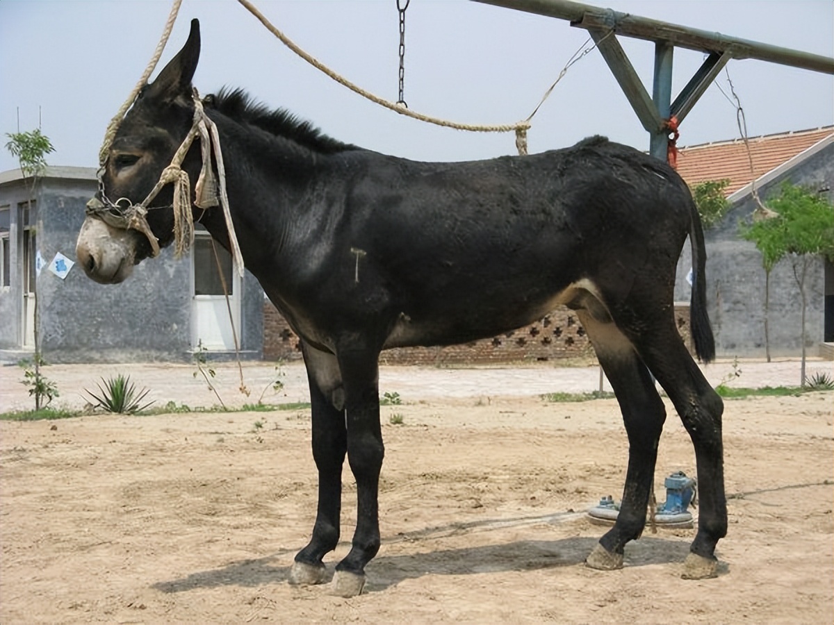 回顾:驴浑身是宝,卖一头净赚4000元以上?为啥养驴的人还这么少?