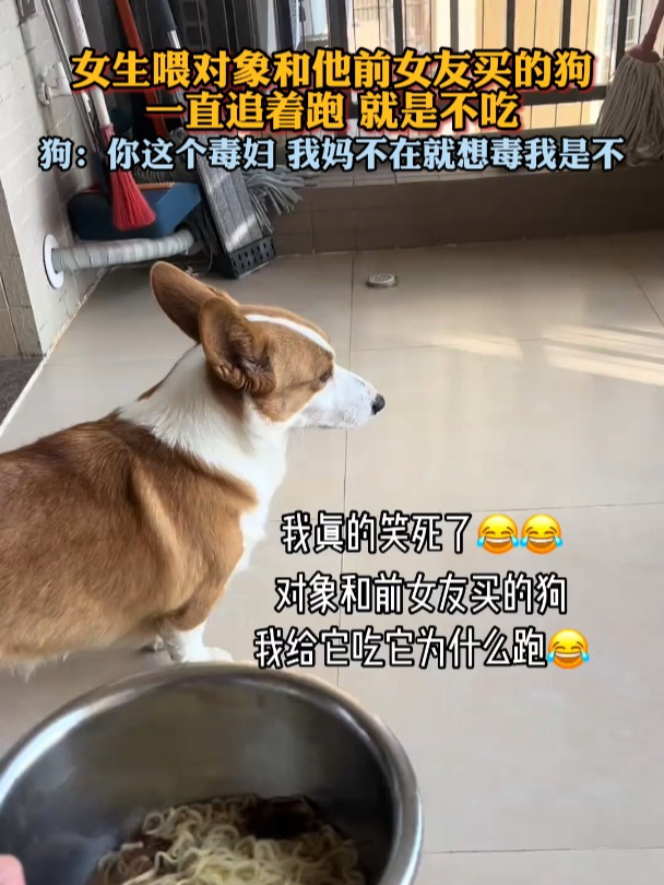 女友发狗图片应该回复图片