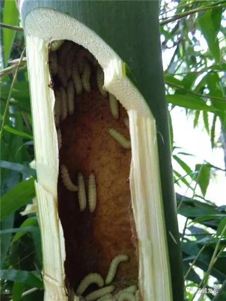 竹虫:竹林中的独特美食