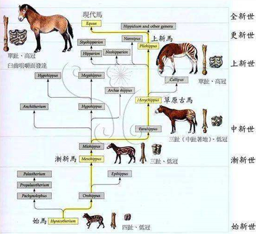 老马的命运轨迹图图片