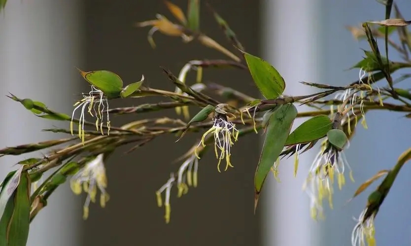 回顾:"竹子开花,马上搬家"?古人恐惧的竹子开花,意味着什么?