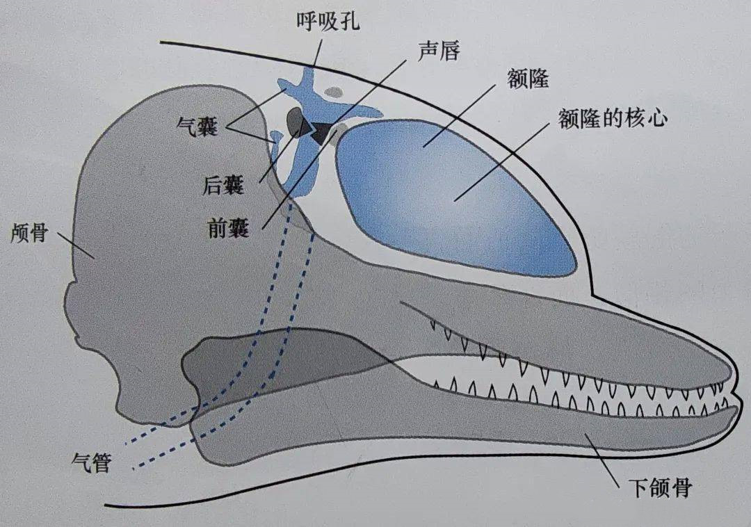 回顾 搁浅的鲸群