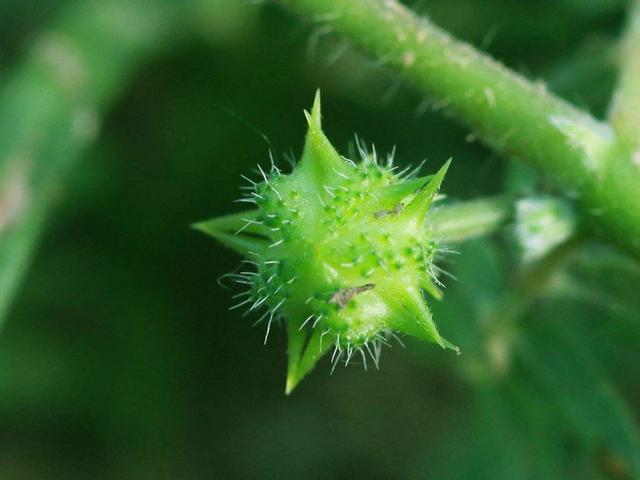 自然界中有一种植物让人有爱又怕,它是古代一种兵