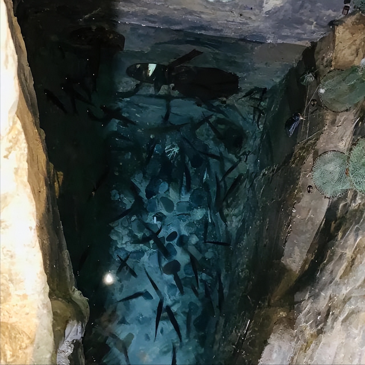 08年大爷在家做梦挖出鱼泉,靠卖鱼年入30万,现在怎样了?