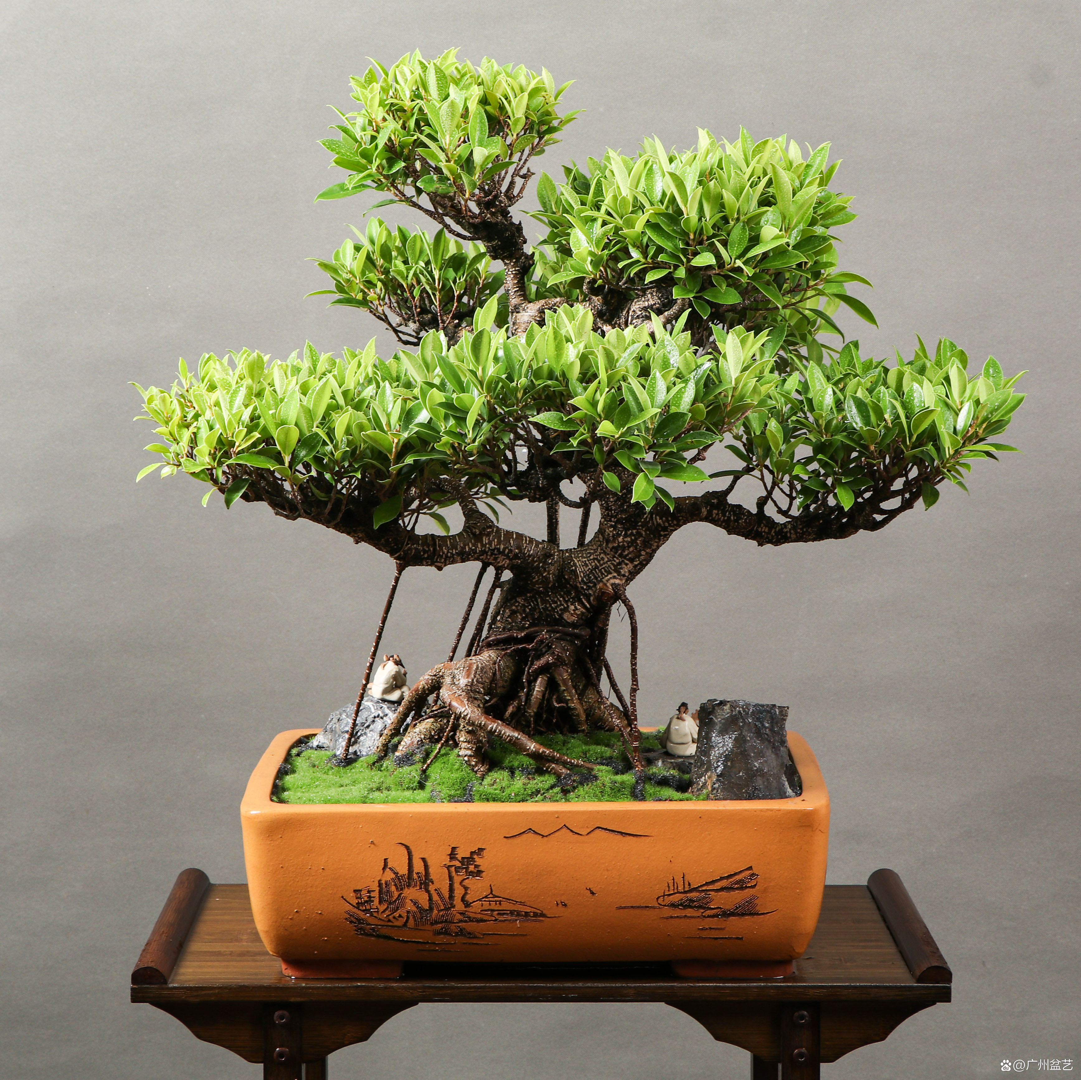 常见的十种非常好养的盆景植物