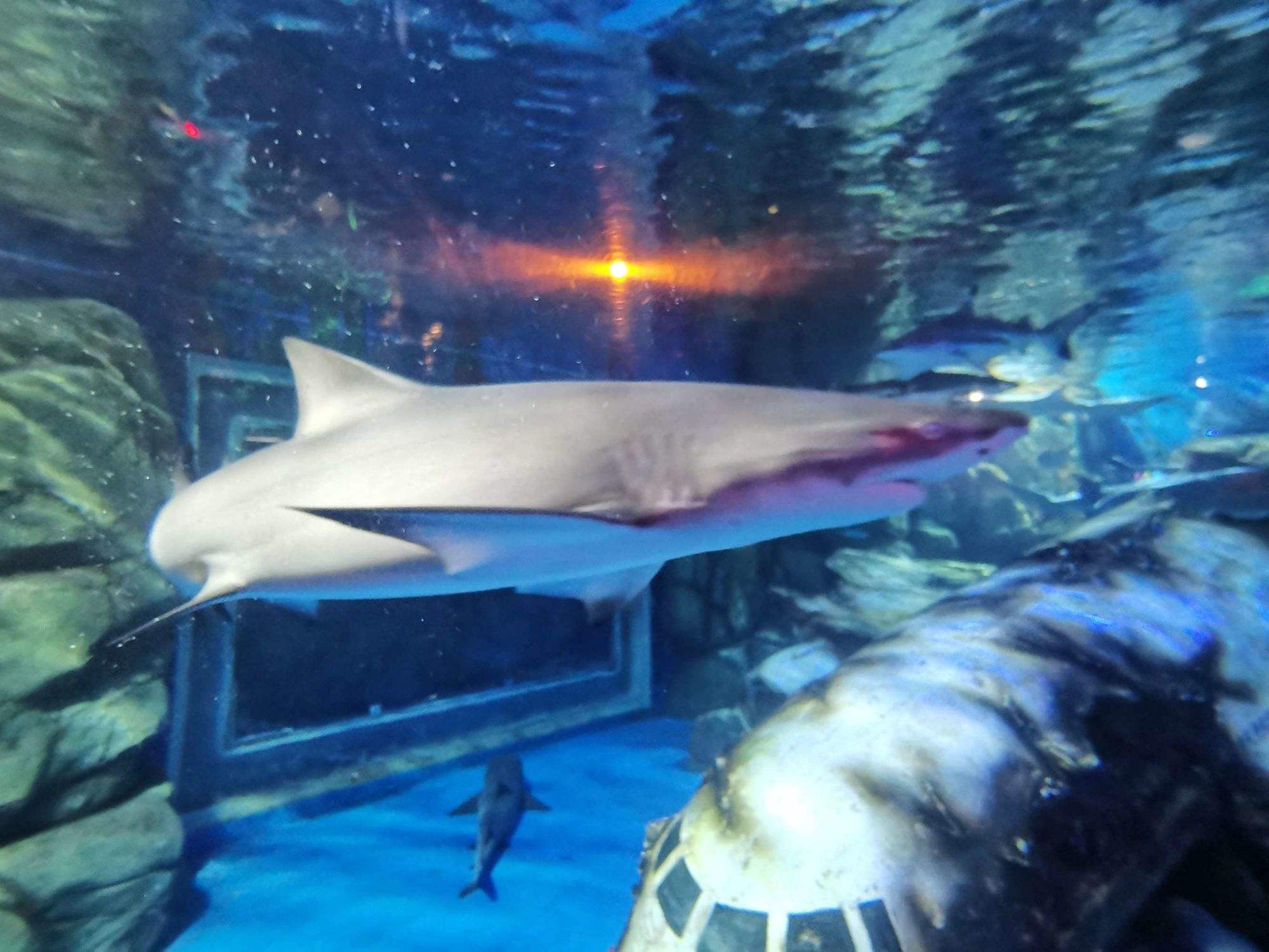 回顾:水族馆很少有大白鲨,是养不活还是太凶猛?原因找到了