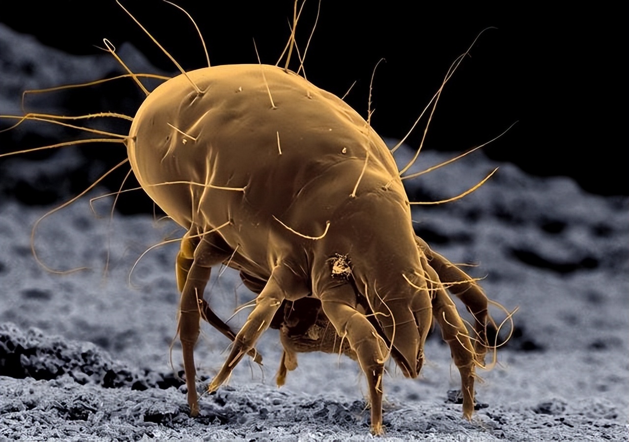 回顾:晒被子后有股"太阳味",是因为螨虫被烤焦了吗?