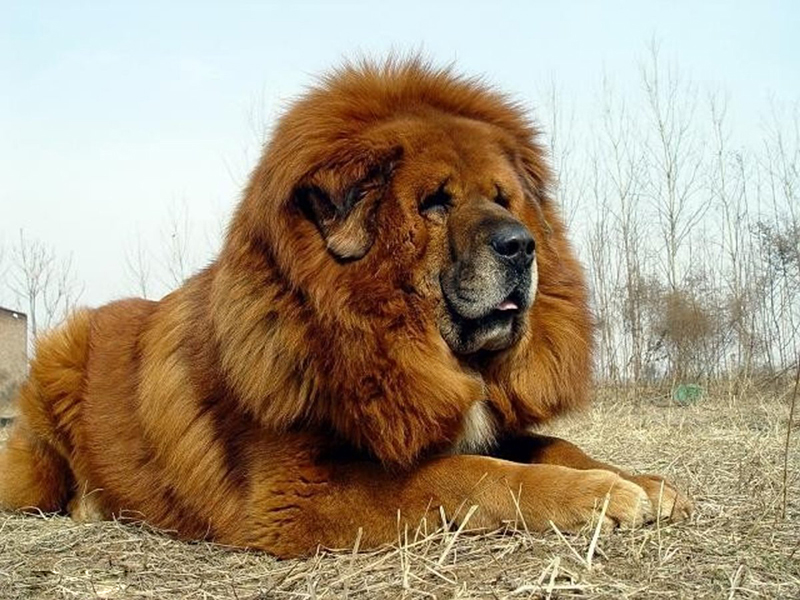 回顾:曾站上神坛的藏獒,其真实战力,在野生动物中算哪个层次?