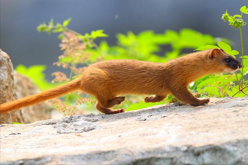 回顾:为什么农村人不敢招惹黄鼠狼?黄鼠狼为何被称为"黄大仙"?