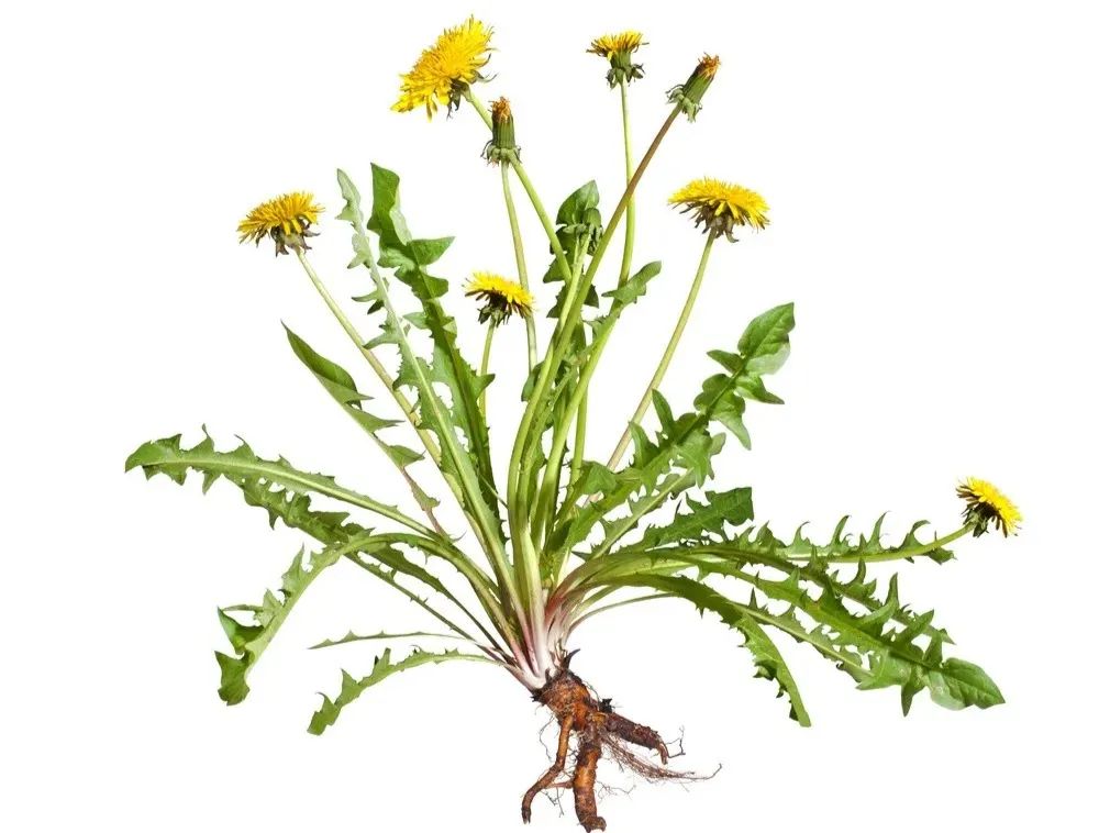 蒲公英也叫黄花地丁,全株皆可入药,主治妇人乳痈肿