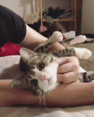 铲屎官必看!别让春节变成猫咪的"苦难日"!