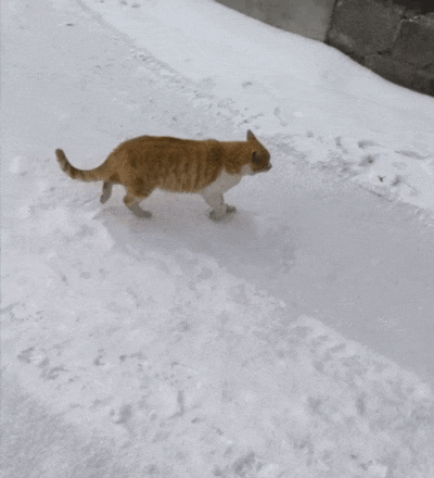 400_440gif 动态图 动图