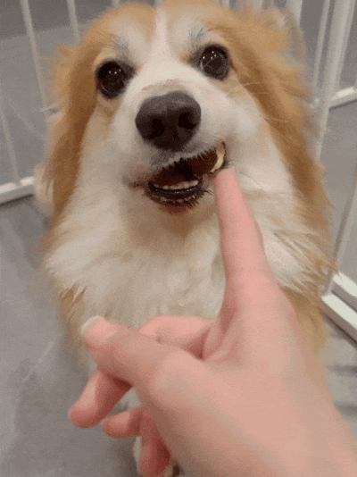 狗子偷吃东西被狂扇巴掌,狗头被扇的嗡嗡响,结果是食物卡牙上了