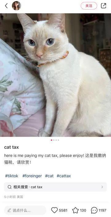 美国网友涌入小红书交猫税,网友:原来全世界都在养狸花猫