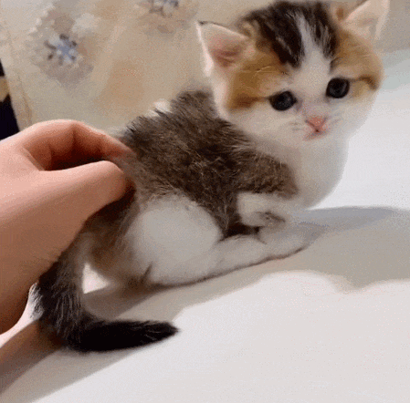 449_442gif 动态图 动图