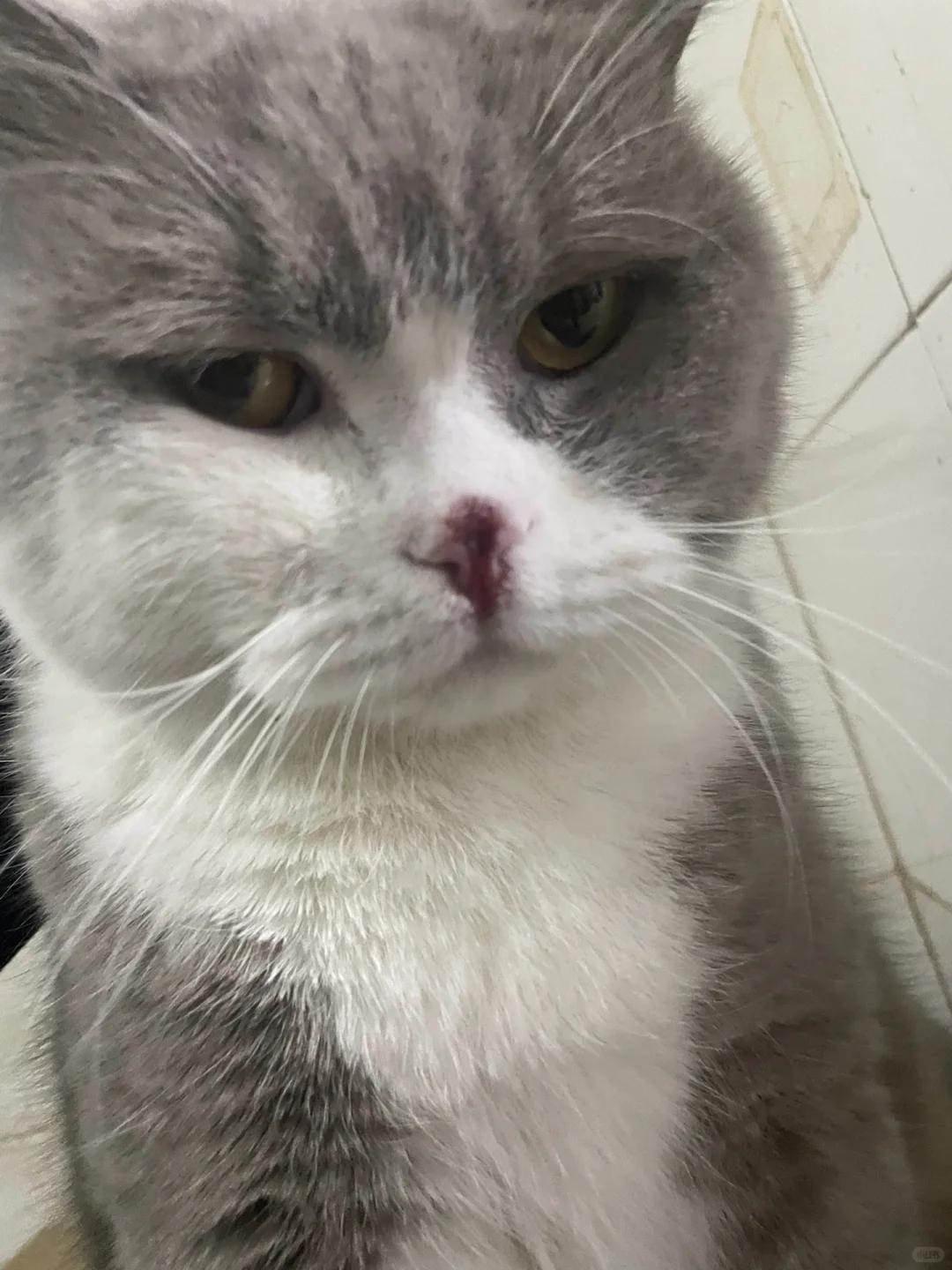 猫咪鼻部出血及爪部异常问题,如何正确应对?