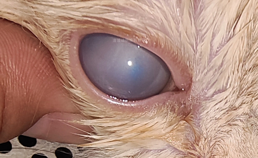 小猫眼睛发白有一层白膜,角膜水肿治疗痊愈