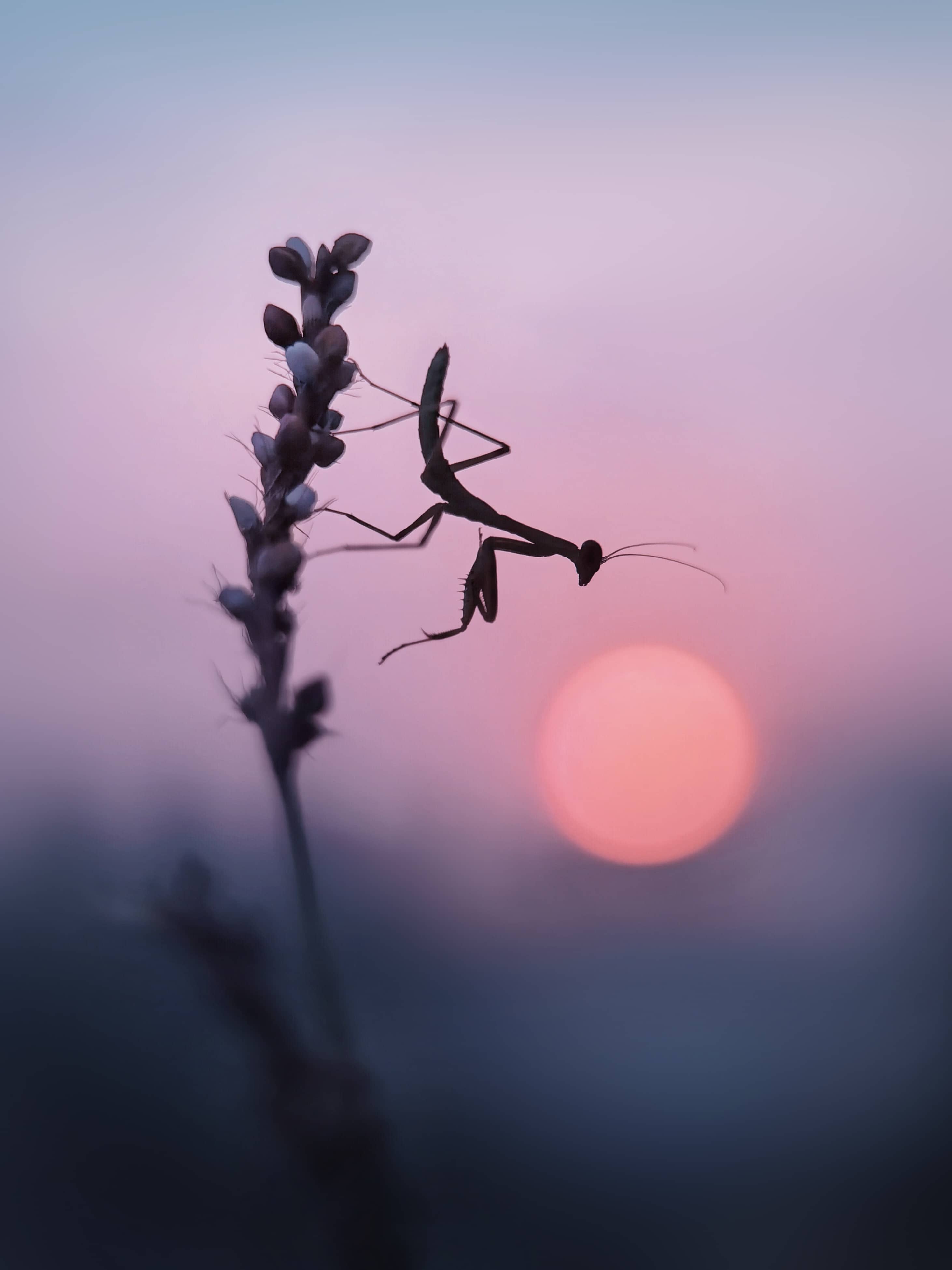 2024华为影像大赛