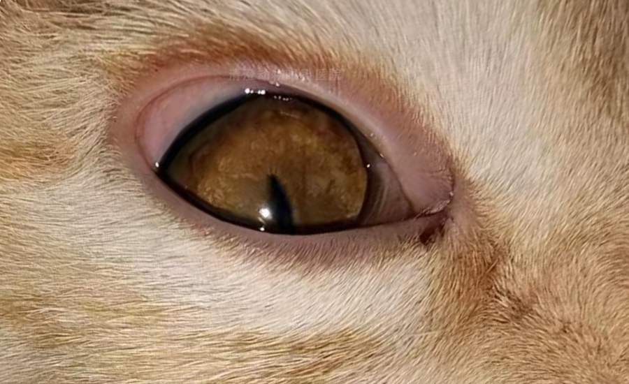 小猫眼睛发白有一层白膜,角膜水肿治疗痊愈