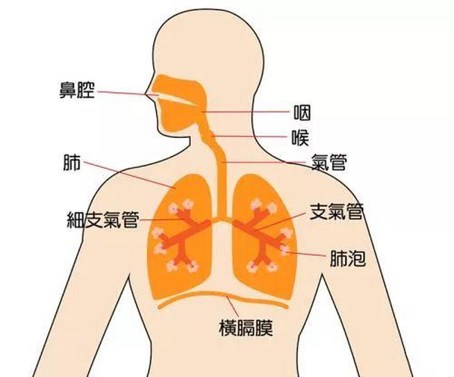 肺不仅仅是人体的"呼吸机器",它还是维持全身健康的重要基石
