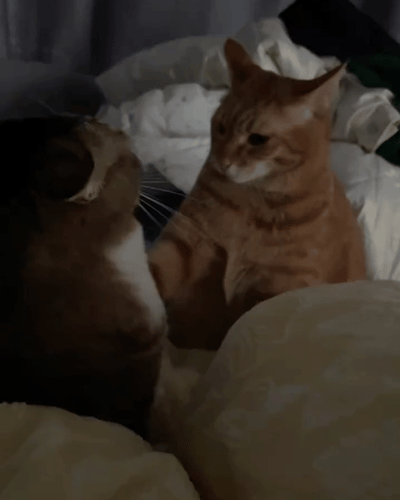 part 1世子之争向来如此网友@屎迪仔和猫哥猫姐 刚把自家小孩哄睡