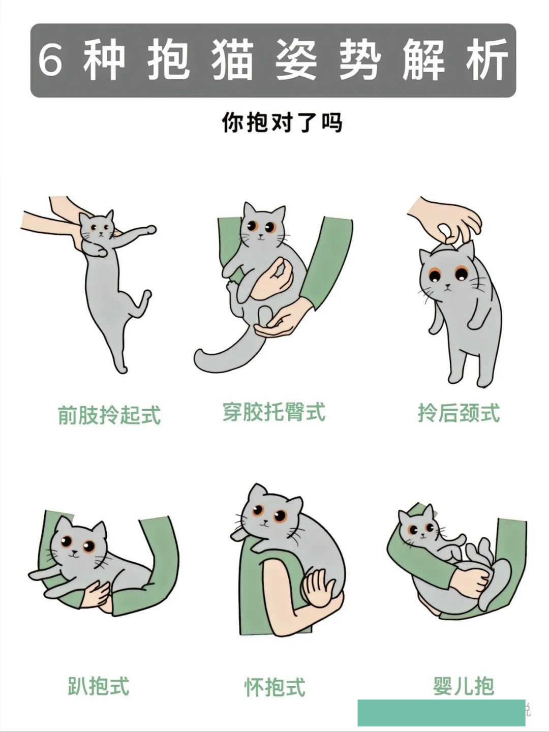 6种抱猫姿势解析你抱对了吗
