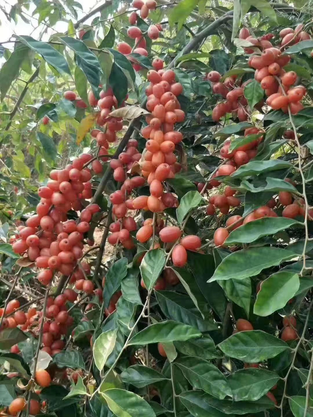 羊奶果树苗几年结果