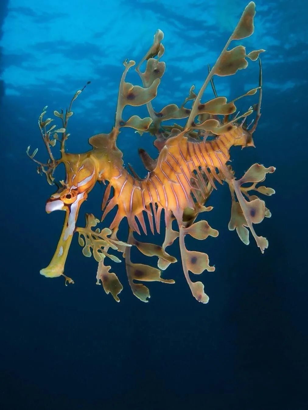 一种神奇动物叶海龙,叶片一样的手臂.又像中国神话传说中的龙