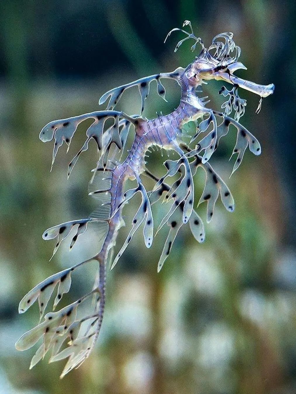 一种神奇动物叶海龙,叶片一样的手臂.又像中国神话传说中的龙