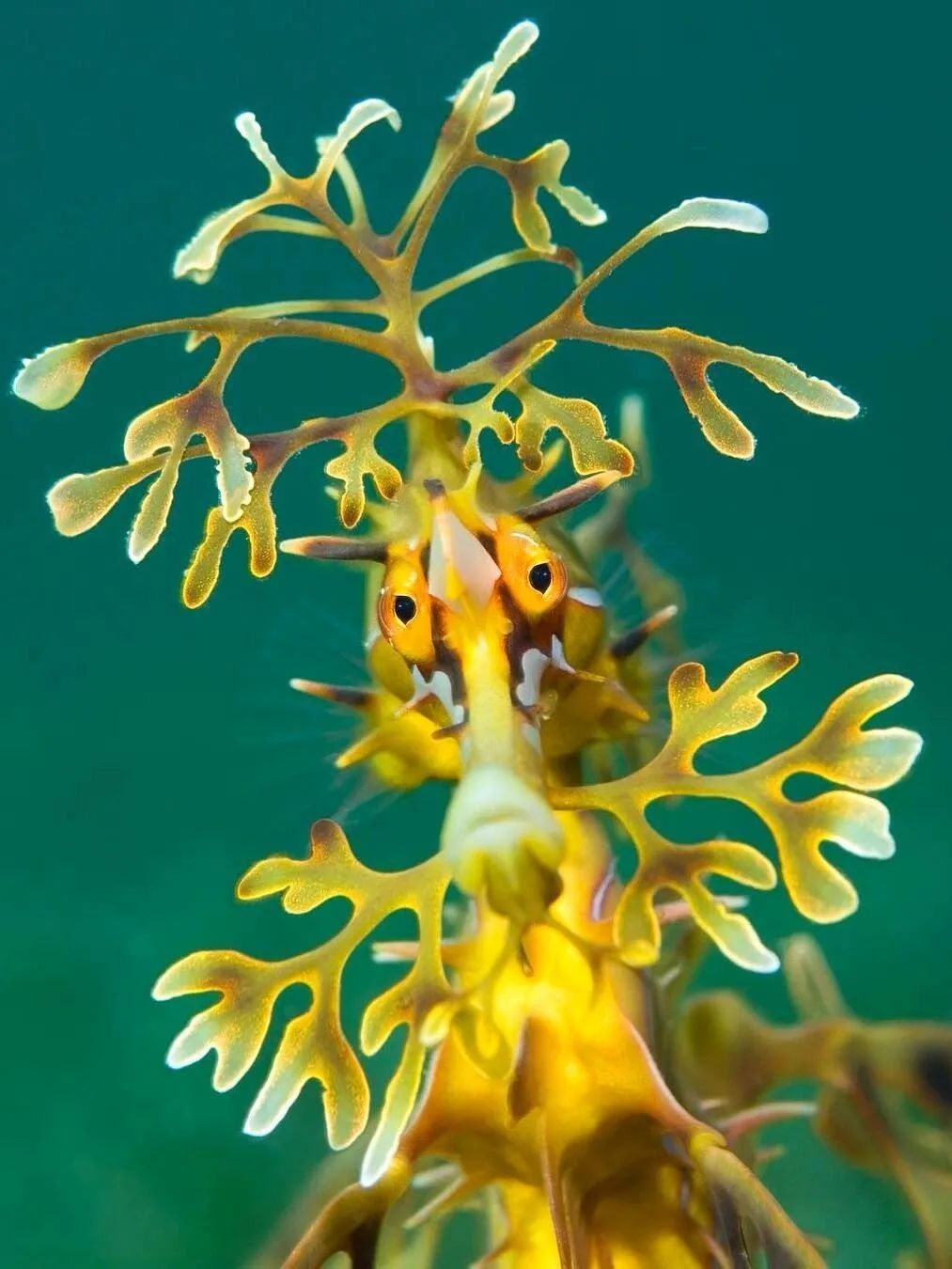 一种神奇动物叶海龙,叶片一样的手臂.又像中国神话传说中的龙