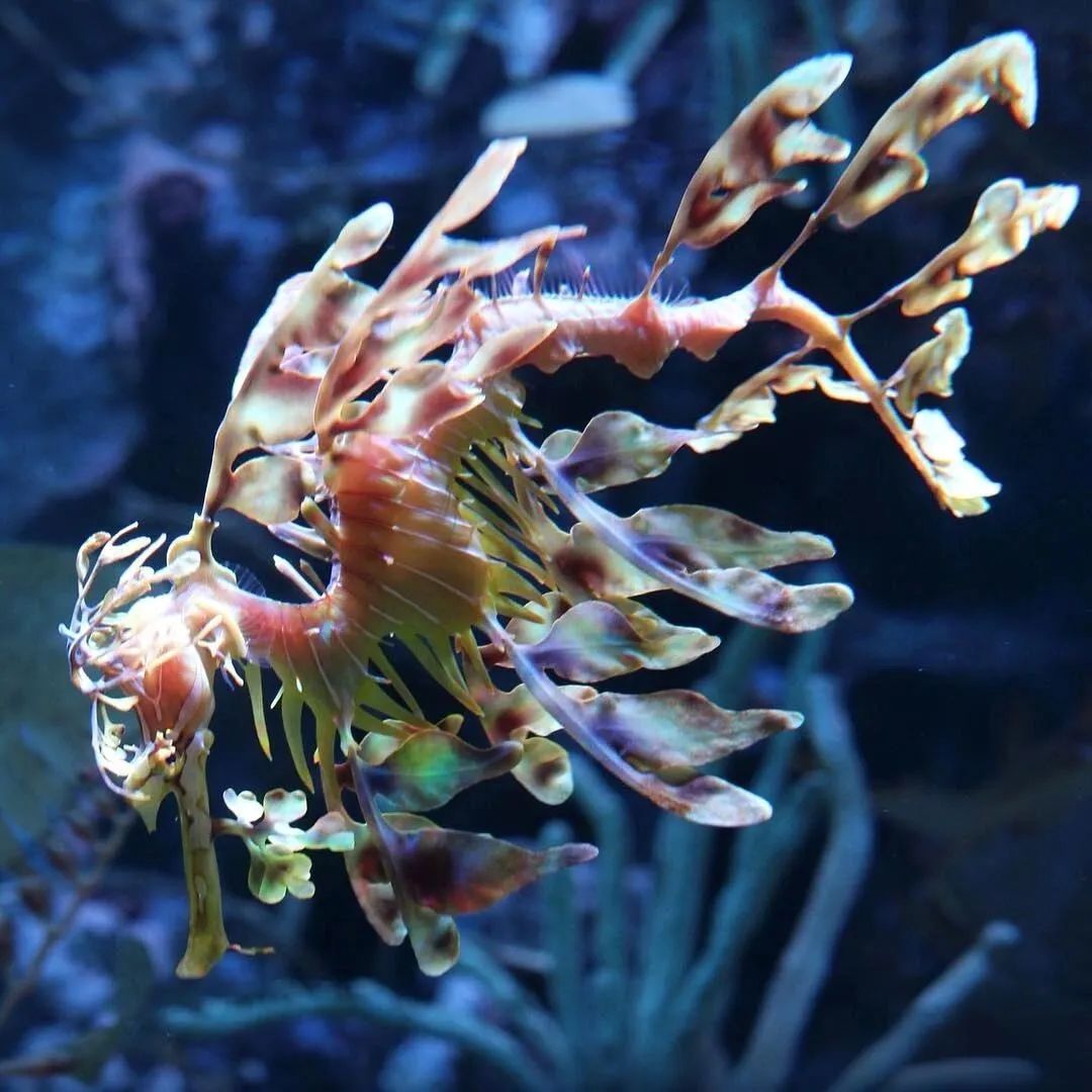 一种神奇动物叶海龙,叶片一样的手臂.又像中国神话传说中的龙